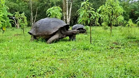 Tortuga
